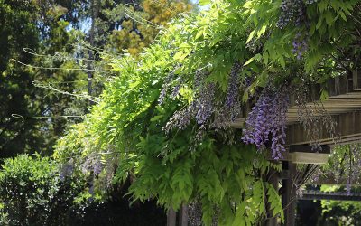 From Sticks to Blossoms with Rev. John Riley